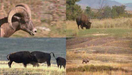 非洲大草原野生动物群高清在线视频素材下载