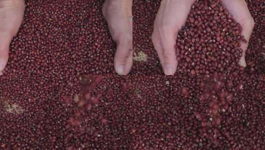 农作物红豆漂亮镜头一组高清在线视频素材下载