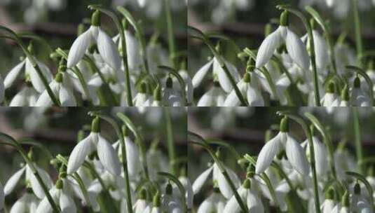 美丽的大自然花朵高清在线视频素材下载