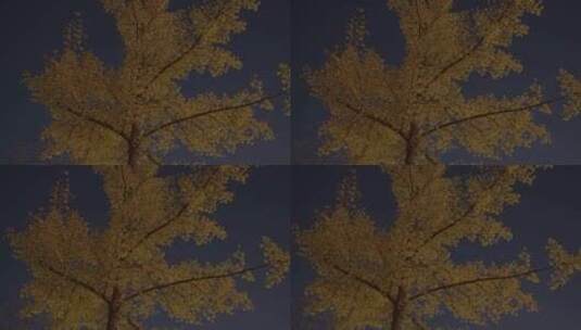 秋天夜晚路灯下的银杏树高清在线视频素材下载