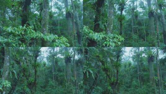大自然热带雨林风景高清在线视频素材下载