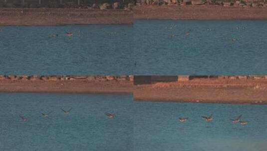一群鸿雁水面上飞翔慢动作高清在线视频素材下载