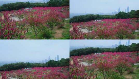 桃花林 树林 春暖花开 桃花坞 桃花园高清在线视频素材下载