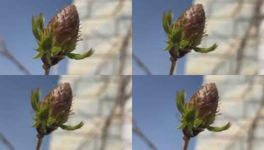 紫藤萝花朵花蕾高清在线视频素材下载