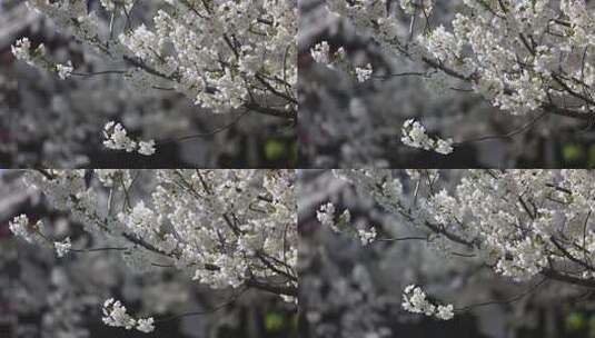 济南五龙潭，春季樱花植物盛开洁白如雪高清在线视频素材下载