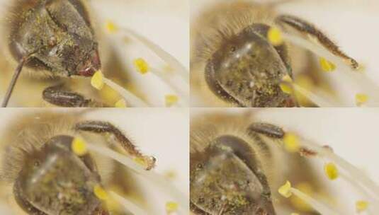 蜜蜂在花上头部特写高清在线视频素材下载