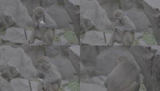 猴子灵长动物高清在线视频素材下载