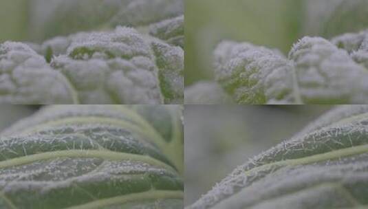 冬天清晨菜叶上的白霜冰晶高清在线视频素材下载