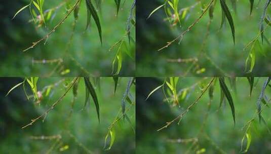 树枝树叶上的雨水雨滴高清在线视频素材下载