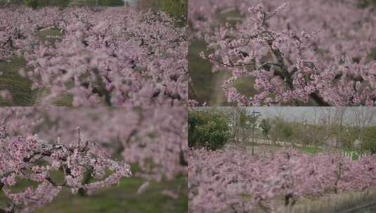 桃花春天情侣古镇古装汉服武德高清在线视频素材下载