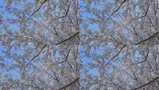 春天蓝色天空背景和盛开的樱花树慢镜头高清在线视频素材下载