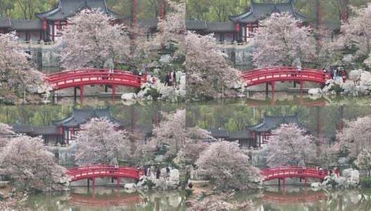 航拍武汉春天东湖樱园赏樱的人群高清在线视频素材下载