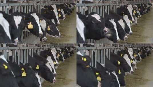 奶牛 小奶牛 奶牛场 奶牛养殖 (122)高清在线视频素材下载