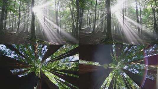树林 光线 光束 丁达尔光影高清在线视频素材下载