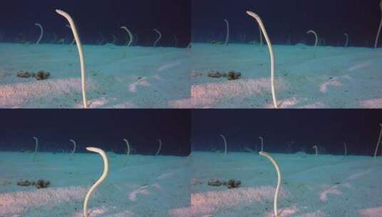 水下的鳗鱼高清在线视频素材下载