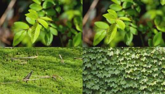 春天植物发芽树叶爬山虎高清在线视频素材下载