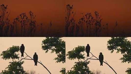 夕阳晚霞鸟群湿地鸟树上栖息高清在线视频素材下载