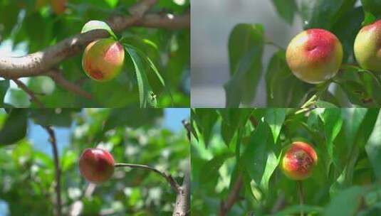 成熟的油桃高清在线视频素材下载
