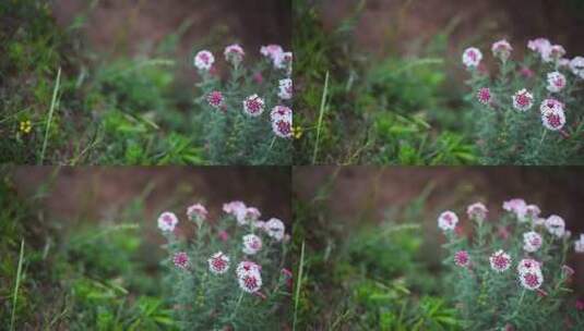 草原野花特写高清在线视频素材下载