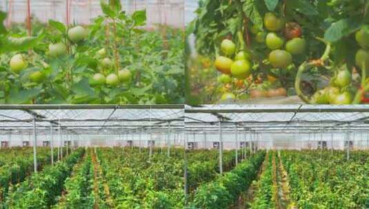 西红柿 番茄 大棚种植 现代农业合集高清在线视频素材下载