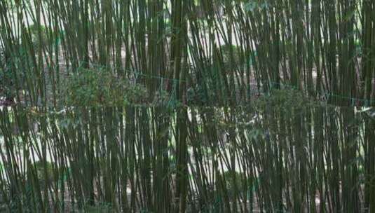 绿色竹林低视角拍摄高清在线视频素材下载