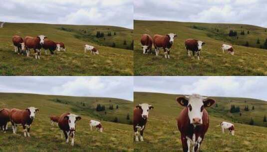 一群奶牛在山里缓慢移动高清在线视频素材下载