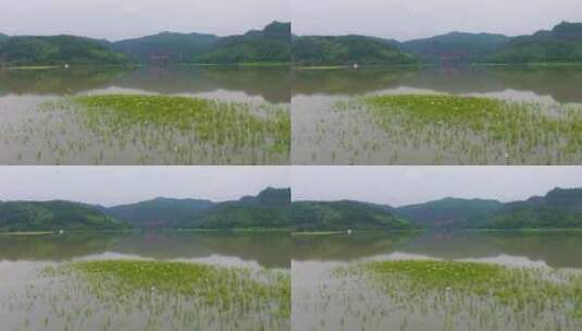 青山绿水生态湿地一群白鹭飞翔福建大金湖高清在线视频素材下载