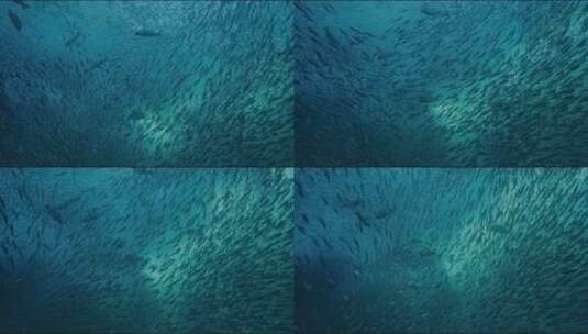 海底世界、鱼群高清在线视频素材下载