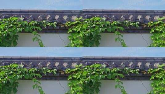 古建筑青瓦白墙绿植高清在线视频素材下载