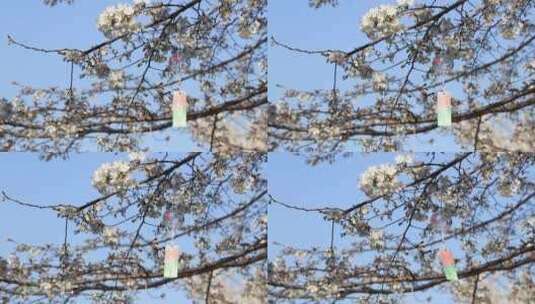 【原创】樱花风铃蜜蜂高清在线视频素材下载