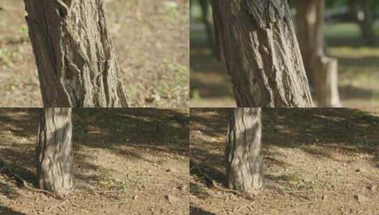 阳光下的树干和树根特写高清在线视频素材下载