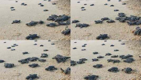 濒危的棱皮龟宝宝在沙滩上挖掘。高清在线视频素材下载