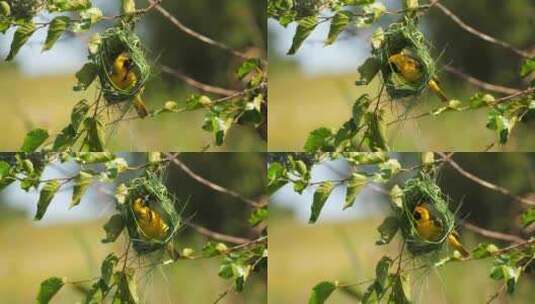 南方蒙面织女黄鸟建筑草叶在树上筑巢高清在线视频素材下载