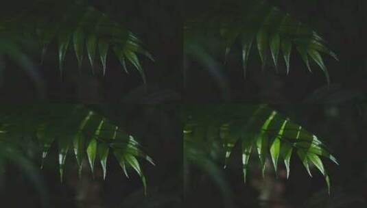 阳光照在绿植上由暗转明高清在线视频素材下载