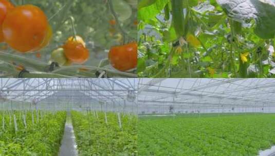 现代农业温室大棚番茄蔬菜水果视频素材高清在线视频素材下载
