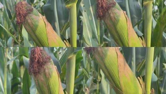 玉米地成熟的玉米特写高清在线视频素材下载