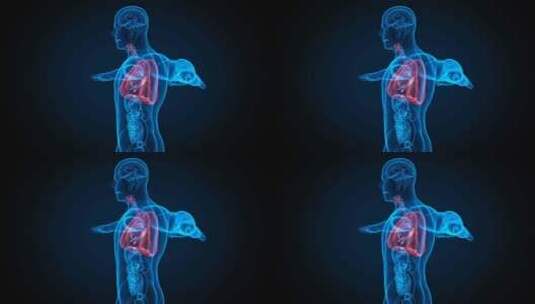 医学人体 肺高清在线视频素材下载