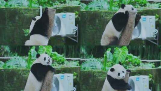 熊猫爬树桩高清在线视频素材下载