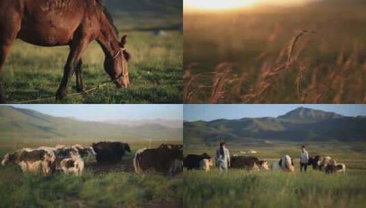 游牧民族放羊藏族少数民族生活高清在线视频素材下载
