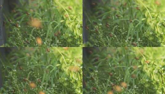 草丛里飞舞的蜜蜂慢镜头高清在线视频素材下载