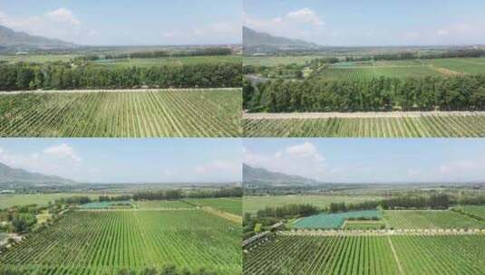 航拍葡萄园 农业生态园 种植高清在线视频素材下载