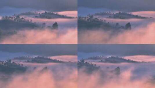航拍云雾中的茶山高清在线视频素材下载