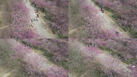 航拍长沙贝拉小镇樱花园开满樱花高清在线视频素材下载