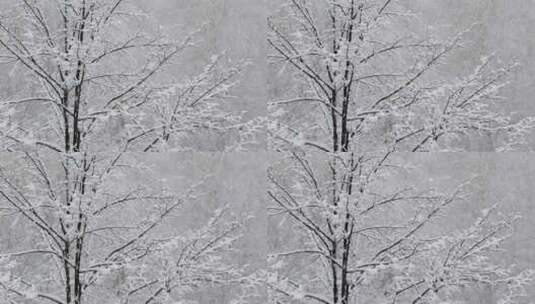 冬天森林里大雪纷飞积满树枝高清在线视频素材下载