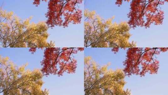 仰拍秋天美丽的红叶黄连木高清在线视频素材下载