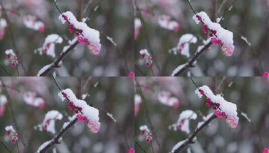 冬季下雪红梅花盛开红梅傲雪高清在线视频素材下载