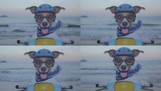 海边宠物狗装饰牌高清在线视频素材下载