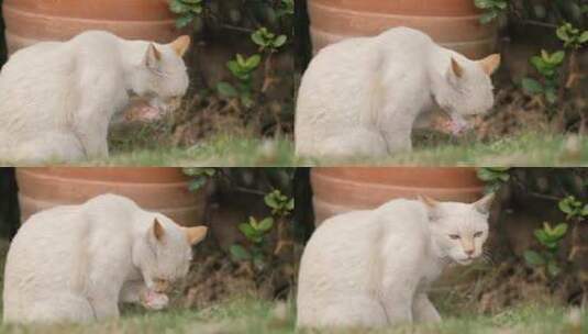 一只白色的猫咪在舔爪子高清在线视频素材下载