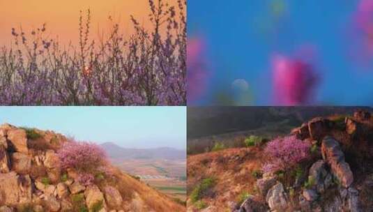 桃花、生长在山顶的桃树、桃花视频合集高清在线视频素材下载