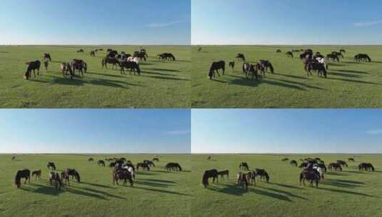 航拍呼伦贝尔草原风光472 马群 羊群高清在线视频素材下载